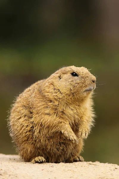 Prairie Hond Bedekt Met Zand — Stockfoto