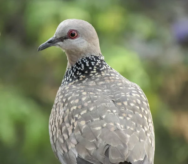 Förvirrad Gemensam Indian Dove Madday Sunglow — Stockfoto