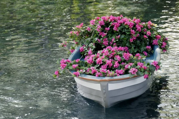 Båt Full Rosa Blommor — Stockfoto