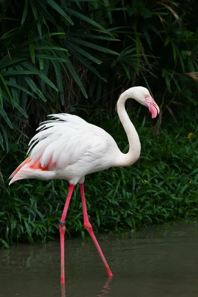 Φλαμίνγκο Phoenicopterus Ruber Ruber — Φωτογραφία Αρχείου