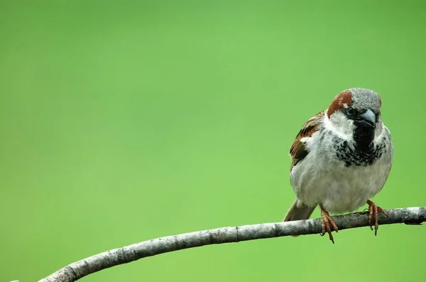 Een Mannelijke Huis Sparrow Zitstokken Een Boomtak — Stockfoto