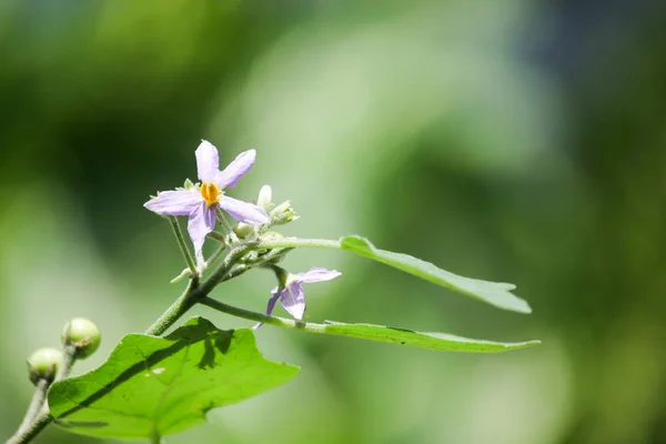 Květina Lilku Stromu — Stock fotografie