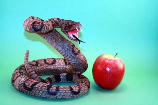 Snake biting near an apple against green background.