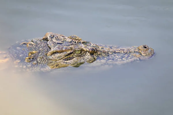 Kép Egy Krokodil Feje Víz Hüllő Állatok — Stock Fotó