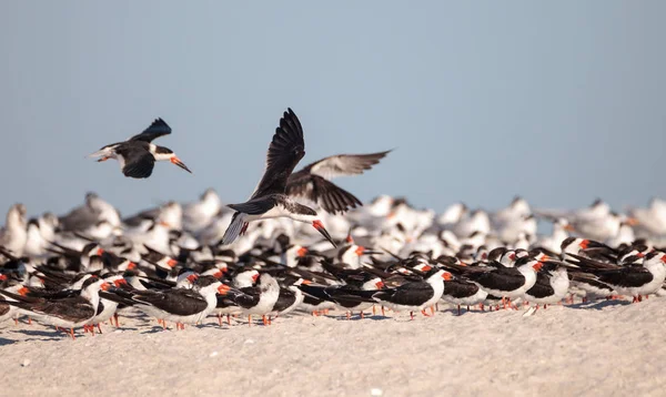 Flock Black Skimmer Terns Rynchops Niger Beach Clam Pass Naples — Stock Photo, Image