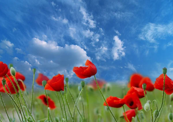 Paysage Les Coquelicots Révélés Sur Une Prairie Rurale — Photo