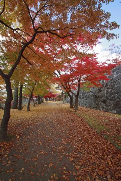Hojas Coloridas Parque Iwate — Foto de Stock