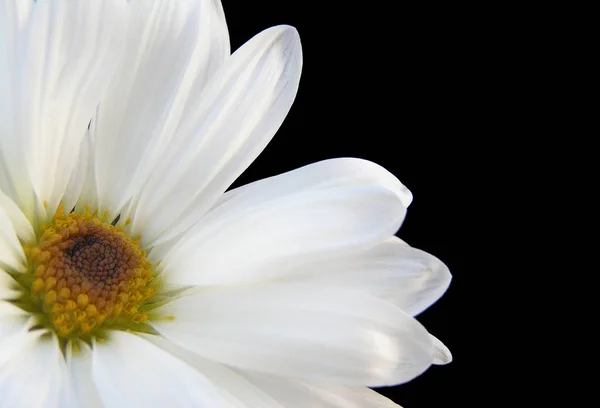 Fehér Virág Gyönyörű Virágos Háttér — Stock Fotó