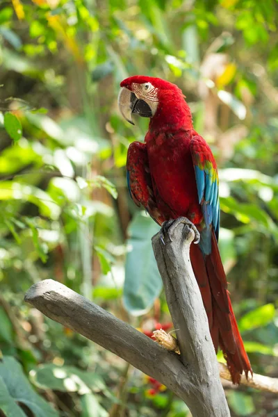 Bali Adası Endonezya Papağan Doğa Geçmişi — Stok fotoğraf