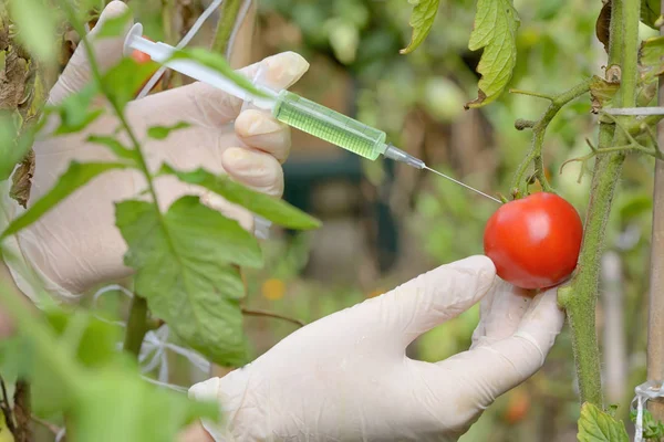 赤いトマト温室効果への注入 — ストック写真