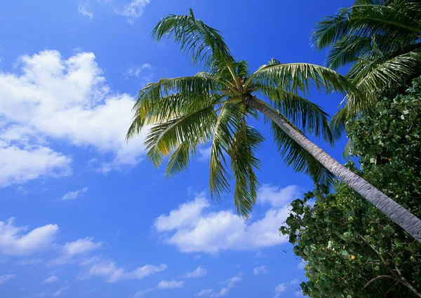 Vista Tropical Com Palmeira Fundo Céu Azul — Fotografia de Stock