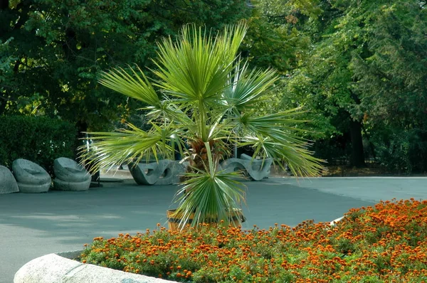 Esquina Para Descanso Jardín Del Mar Varna Países Bajos — Foto de Stock