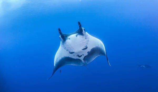Obrázek Ukazuje Manta Ray Během Potápění Islas Revillagigedos Mexiko — Stock fotografie
