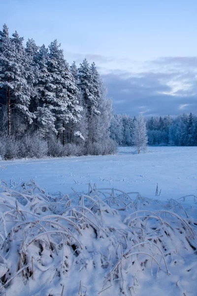 Ryska Vintern Natur Resor — Stockfoto