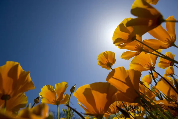Narancssárga Virágok Kék Eget Tavasszal Szelektív Fókusz — Stock Fotó