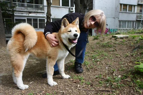 ベンチで休んでいる女性と秋田犬子犬 — ストック写真