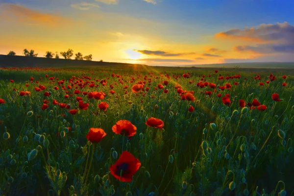 Poppy Field Sunrise — Stock Photo, Image
