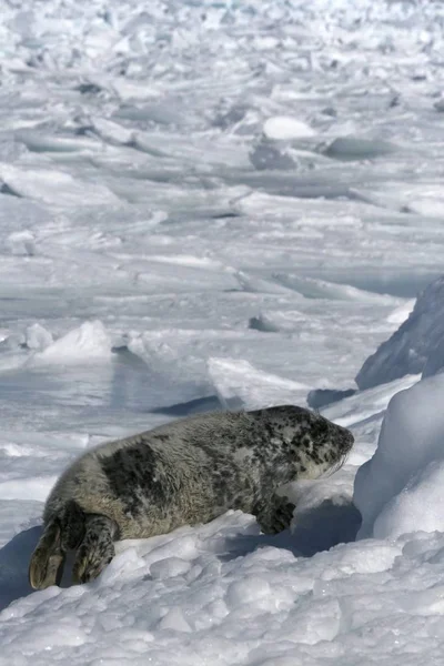 Серый Тюлень Halichoerus Grypus Канадской Арктике — стоковое фото