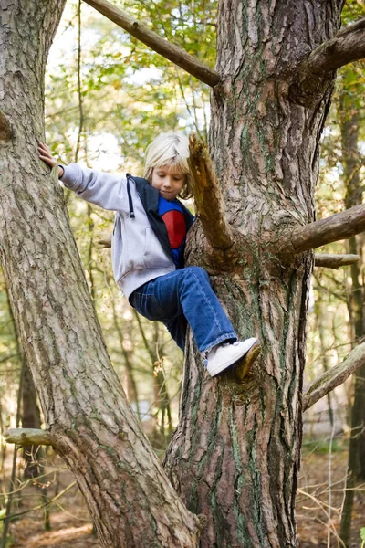 森の中の木に登る幸せな子供の肖像画 — ストック写真