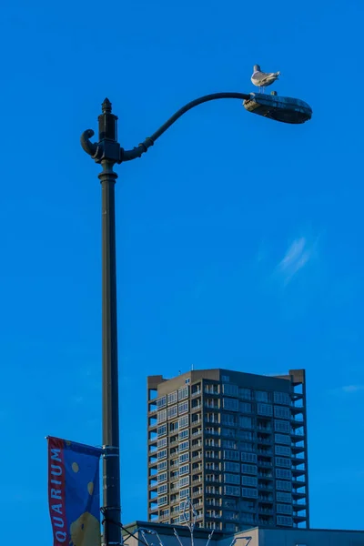 Seagull Uppflugen Ovanpå Lyktstolpe — Stockfoto