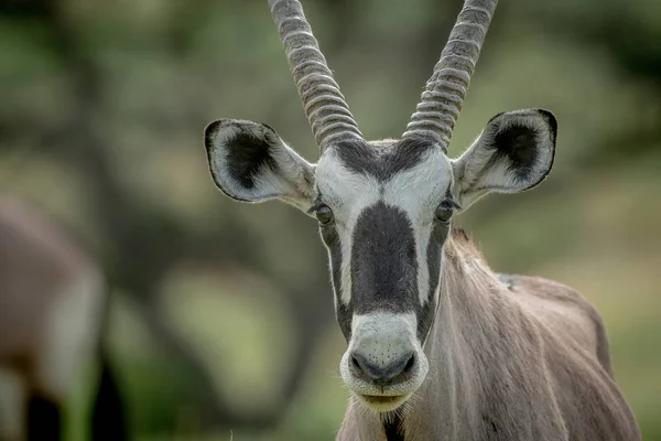 Close Oryx Estrelando Câmera Kalagadi Transborder Park África Sul — Fotografia de Stock