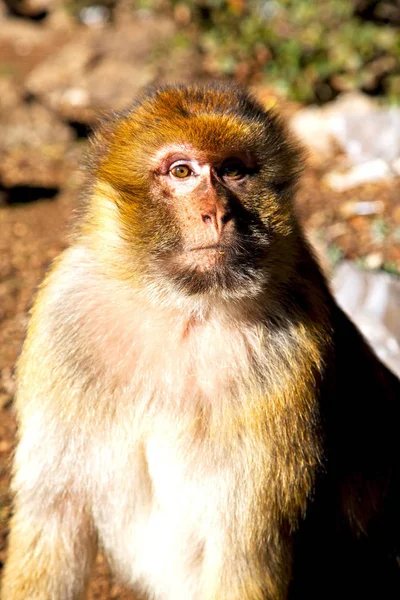 Old Monkey Africa Morocco Natural Background Fauna Close — Stock Photo, Image