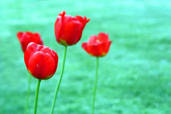 Tulpen Bloemen Van Lente — Stockfoto