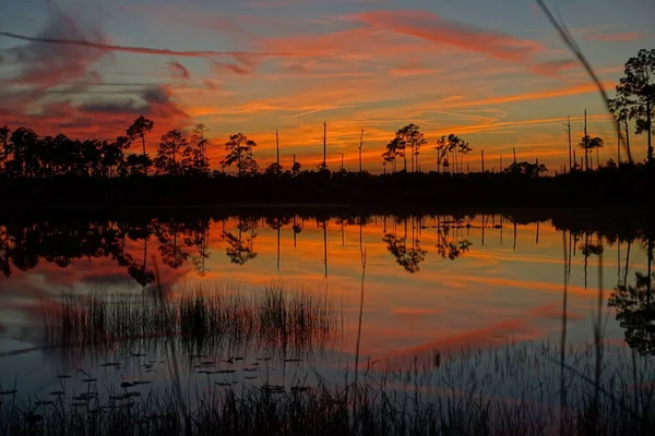 Dim Ocala National Forest Zachód Słońca — Zdjęcie stockowe