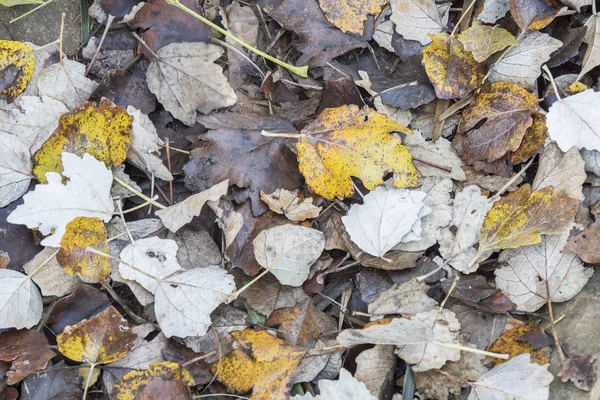 Πολύχρωμα Πέφτουν Φθινοπωρινά Φύλλα Στο Γρασίδι Φυσικό Φόντο — Φωτογραφία Αρχείου