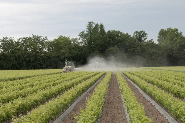 Tractor Campo Cultivado — Foto de Stock