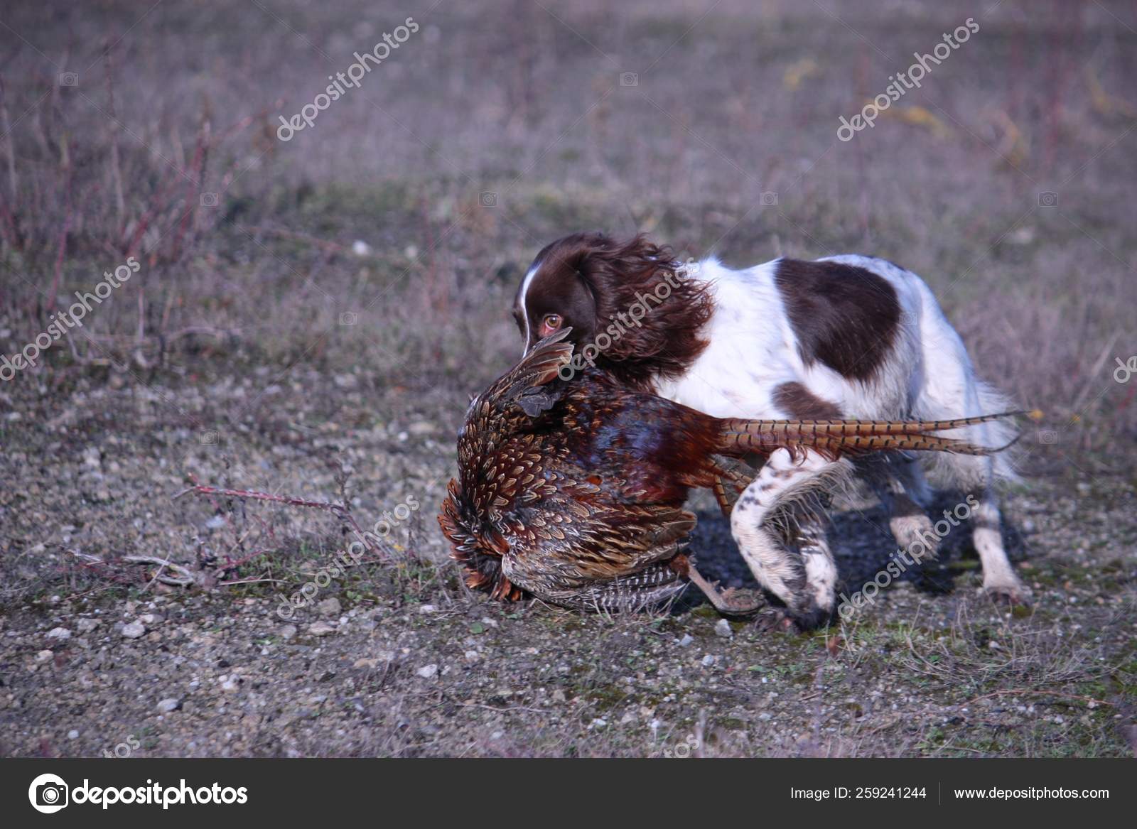 Liver White Working Type English Springer Spaniel Pet Gundog