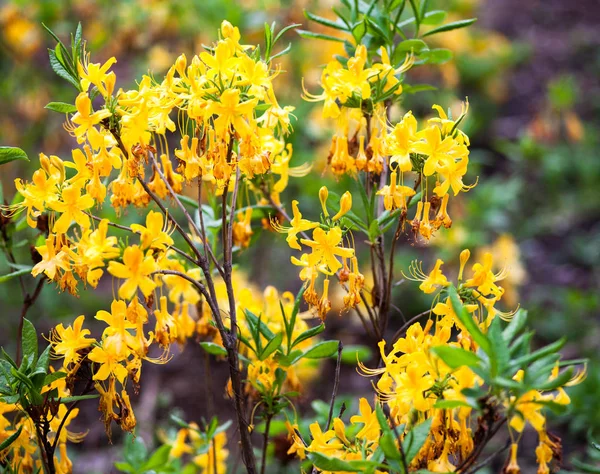 Žluté Květy Keř Rododendron Detailní Záběr — Stock fotografie