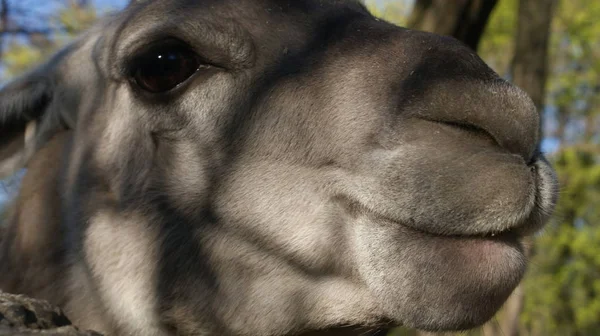 Esta Foto Lama Tirada Jardim Zoológico Polónia — Fotografia de Stock