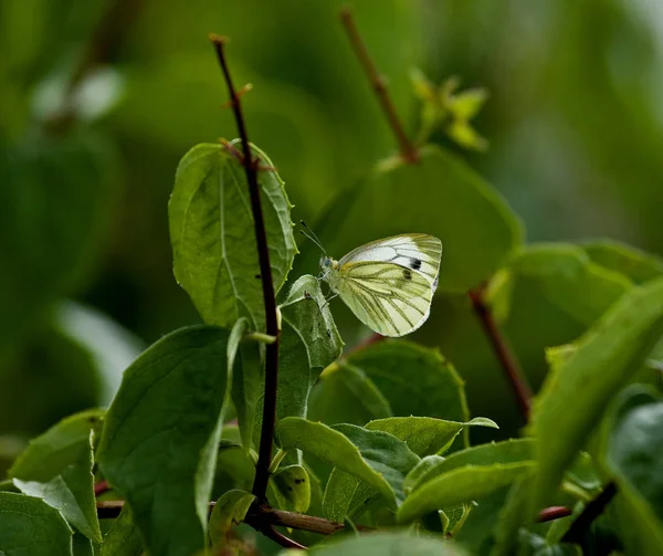 Zöld Erezett Fehér Pillangó Angol Vidéken Nyáron — Stock Fotó