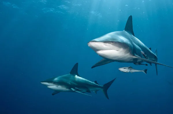 Yakın Iki Blacktip Köpekbalığının Görünümü Kwazulu Natal Güney Afrika — Stok fotoğraf