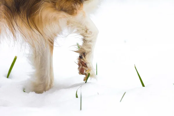 Bir Köpek Pençe Karda — Stok fotoğraf