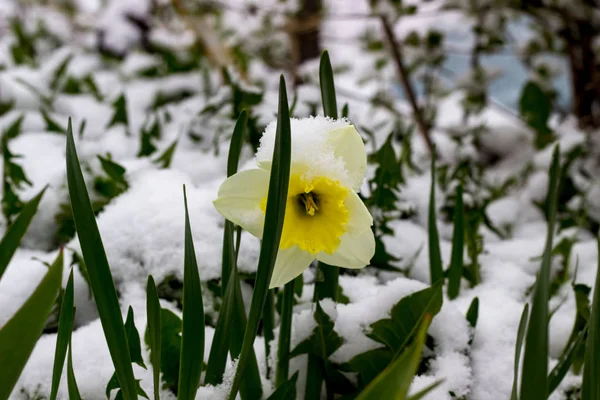 雪の中の春の水仙の完全に開いた花の芽 — ストック写真