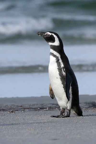 Pinguim Magalhães Spheniscus Magellanicus Praia Ilha Saunders Ilhas Malvinas — Fotografia de Stock