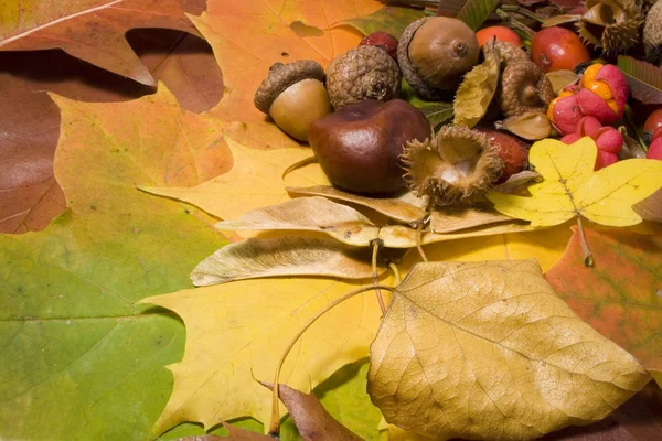 Herfst Stilleven Kleurrijke Bladeren Andere Herfst Spullen — Stockfoto