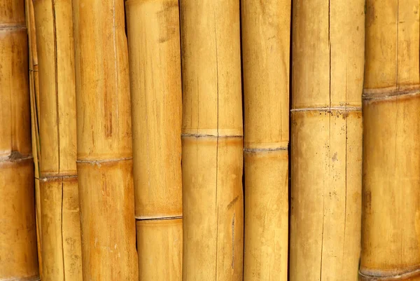 Bambus Żółty Ekran Zamknij Się — Zdjęcie stockowe