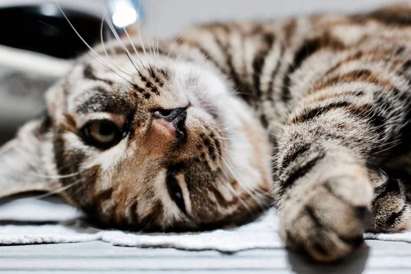 Lindo Gato Marrón Joven Concepto Animales Domésticos — Foto de Stock