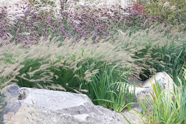 Μερική Άποψη Του Έναν Κήπο Βράχου Λευκά Και Μοβ Λουλούδια — Φωτογραφία Αρχείου