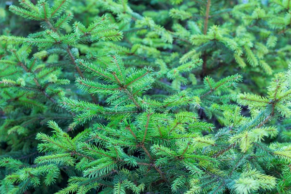 Evergreen Fir Branches New Grown Ramification Natural Background — Stock Photo, Image