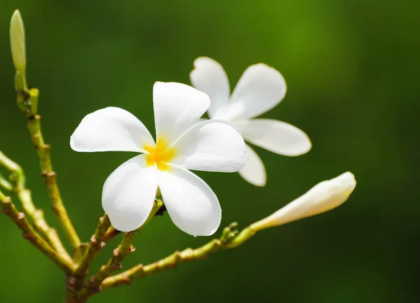 Plumeria Çiçekleri Yakın Çekim — Stok fotoğraf