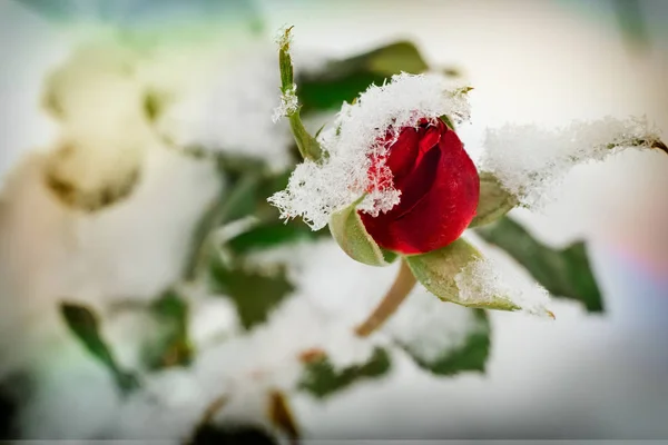 Çiçek Yaprakları Kırmızı Bir Gül Ilk Kar Kaplı — Stok fotoğraf