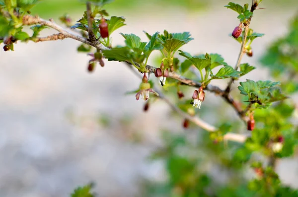 Bessen Struik Lentetuin Het Voorjaar — Stockfoto