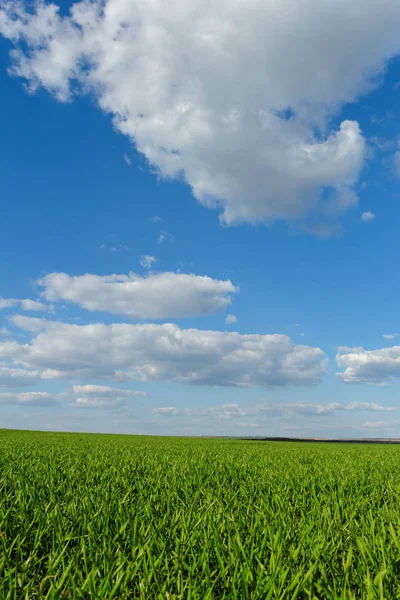 Grön Vete Fält Den Blå Molnig Himmel — Stockfoto