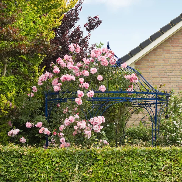 Rosa Rosor Sommaren Växer Över Arbour Lusthus Eller Bower Trädgården — Stockfoto