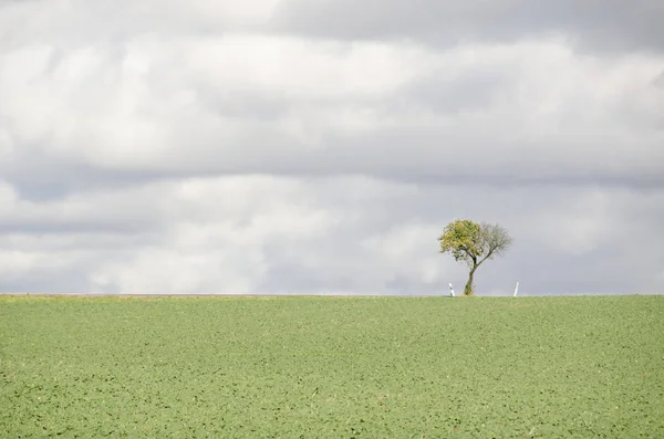 Árvore Campo Com Sinais Estrada Alemanha — Fotografia de Stock