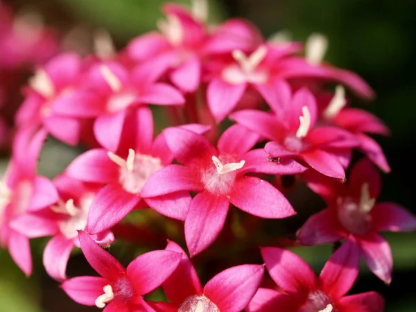 Seleção Várias Flores Coloridas Natureza — Fotografia de Stock
